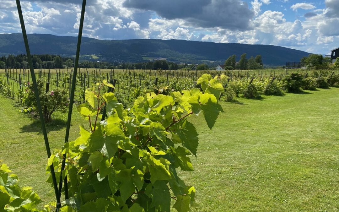 Sykkling til vingård på bobiltur